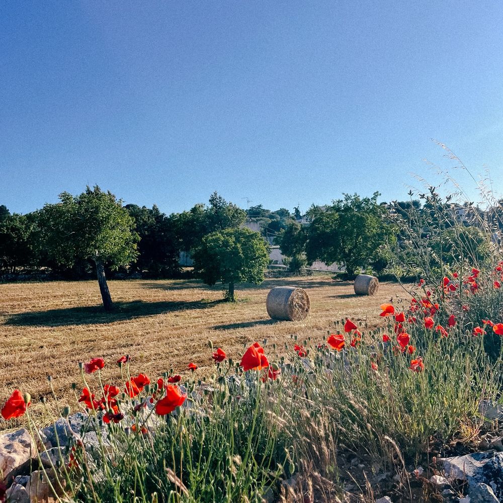 Campagna pugliese con papaveri, alberi e balle di fieno sotto il cielo azzurro