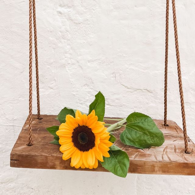 Girasole su una mensola in legno sospesa con corde, sulla parete in calce del Girasole